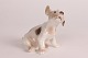 Bing & Grøndahl
Dahl Jensen
Sealyham puppy
Nr. 2028