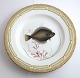 Royal Copenhagen. Fauna Danica. Fish Plate. Dinner plate. Model # 19 - 3549. Diameter 25 cm. (1 quality). Pleuronectes platessa